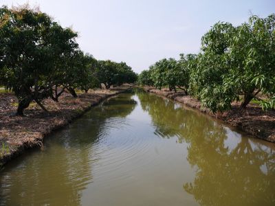 7 マンゴ園の風景（水田の土を盛り上げて育てています）